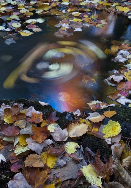 ME, Acadia Whirlpool of fallen leaves in stream